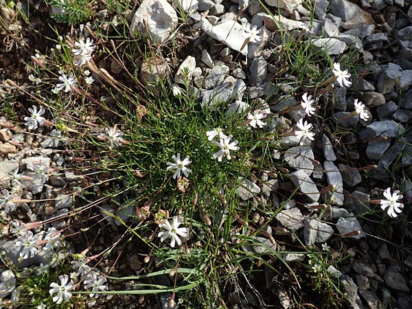 Silene hayekiana \ Hayeks Leimkraut / Hayek Catchfly, Slowenien/Slovenia Koschuta 7.7.2019