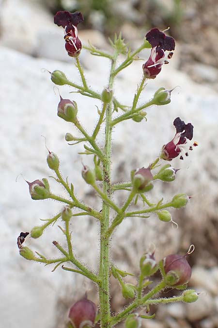 Scrophularia juratensis \ Jura-Braunwurz / Jura-Figwort, Slowenien/Slovenia Koschuta, Planina Pungrat 6.7.2019