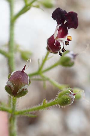 Scrophularia juratensis \ Jura-Braunwurz / Jura-Figwort, Slowenien/Slovenia Koschuta, Planina Pungrat 6.7.2019