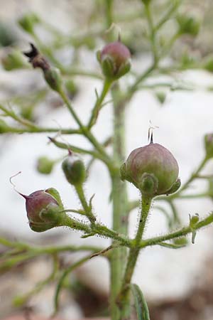 Scrophularia juratensis \ Jura-Braunwurz / Jura-Figwort, Slowenien/Slovenia Koschuta, Planina Pungrat 6.7.2019