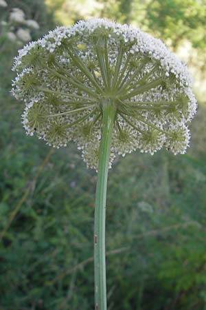 Seseli libanotis \ Heilwurz / Moon Carrot, Slowenien/Slovenia Kozina 31.7.2011