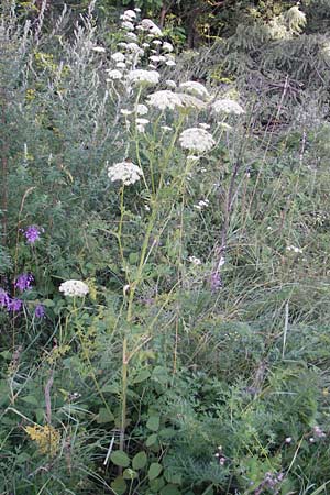Seseli libanotis \ Heilwurz / Moon Carrot, Slowenien/Slovenia Kozina 31.7.2011