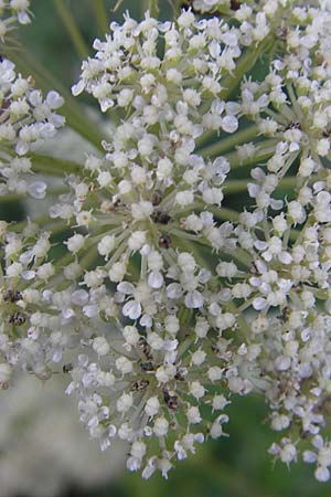 Seseli libanotis \ Heilwurz / Moon Carrot, Slowenien/Slovenia Kozina 31.7.2011