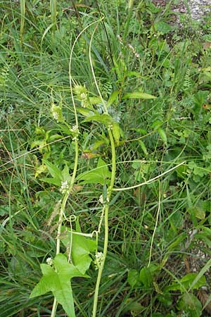 Echinocystis lobata \ Igel-Gurke, Stachel-Gurke / Mock Cucumber, Slowenien/Slovenia Sajevce 1.8.2011