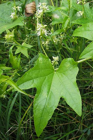 Echinocystis lobata \ Igel-Gurke, Stachel-Gurke / Mock Cucumber, Slowenien/Slovenia Sajevce 1.8.2011