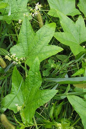 Echinocystis lobata \ Igel-Gurke, Stachel-Gurke / Mock Cucumber, Slowenien/Slovenia Sajevce 1.8.2011