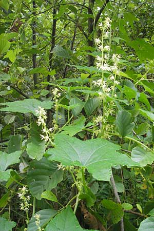 Echinocystis lobata \ Igel-Gurke, Stachel-Gurke / Mock Cucumber, Slowenien/Slovenia Sajevce 1.8.2011