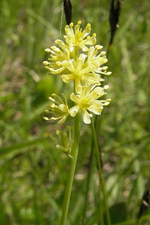 Tofieldia calyculata \ Gewhnliche Simsenlilie / Mountain Scottish Asphodel, Slowenien/Slovenia Nova Vas 27.6.2010