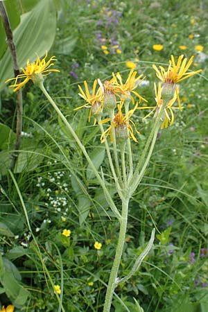 Tephroseris tenuifolia \ Lger-Greiskraut, Schweizer Aschenkraut / Groundsel, Slowenien/Slovenia Koschuta, Planina Pungrat 6.7.2019