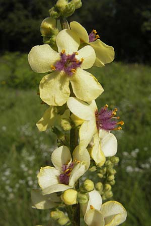 Verbascum alpinum ? \ Alpen-K�nigskerze, Woll-K�nigskerze / Alpine Mullein, Slowenien/Slovenia Se�ana 27.6.2010