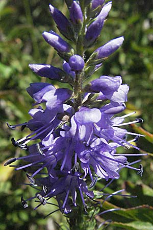 Veronica barrelieri \ Barreliers Blauweiderich / Barrelier's Speedwell, Slowenien/Slovenia Postojna 14.7.2007