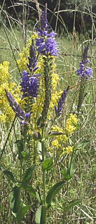 Veronica barrelieri \ Barreliers Blauweiderich / Barrelier's Speedwell, Slowenien/Slovenia Postojna 14.7.2007