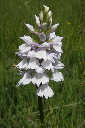 Dactylorhiza fuchsii x transsilvanica, Slowenien/Slovenia,  Nova Vas 27.6.2010 