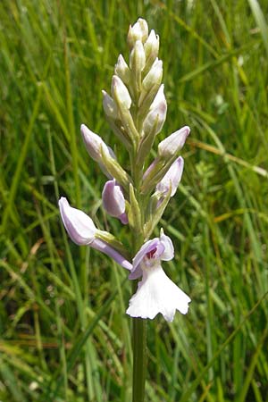 Dactylorhiza fuchsii x transsilvanica, Slowenien/Slovenia,  Nova Vas 27.6.2010 