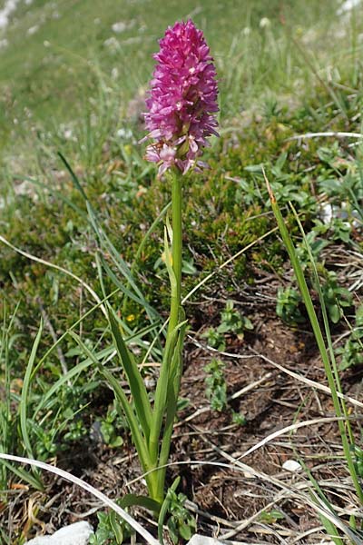 Gymnadenia conopsea s.l. x Nigritella lithopolitanica, Slowenien/Slovenia,  Koschuta 7.7.2019 