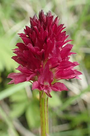 Nigritella ravnikii \ Ravniks Kohlröschen, Slowenien,  Koschuta 7.7.2019 