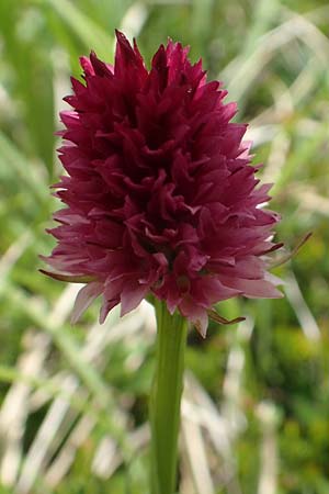 Nigritella ravnikii \ Ravniks Kohlröschen, Slowenien,  Koschuta 7.7.2019 