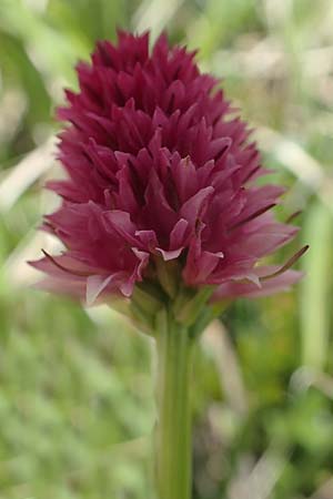 Nigritella ravnikii \ Ravniks Kohlröschen, Slowenien,  Koschuta 7.7.2019 