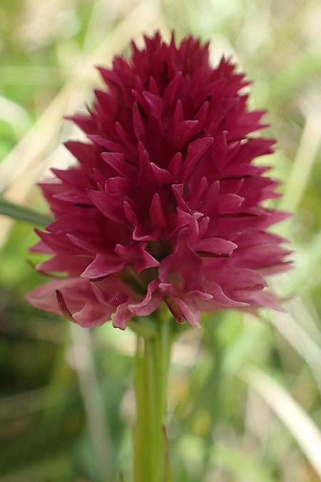 Nigritella ravnikii \ Ravniks Kohlröschen, Slowenien,  Koschuta 7.7.2019 