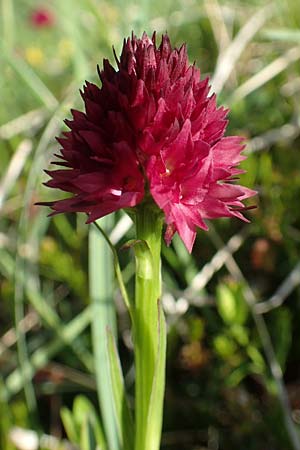 Nigritella ravnikii \ Ravniks Kohlröschen, Slowenien,  Koschuta 7.7.2019 