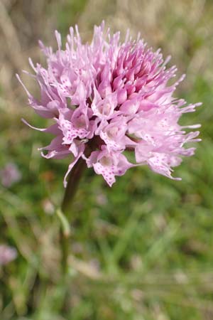 Traunsteinera globosa \ Rote Kugelorchis / Globe Orchid, Slowenien/Slovenia,  Koschuta, Planina Pungrat 6.7.2019 