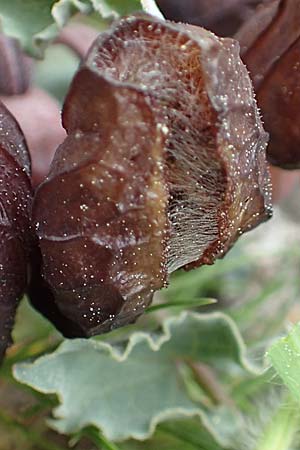 Aristolochia incisa \ Samos-Osterluzei / Incised Birthwort, Samos Spatharei 17.4.2017