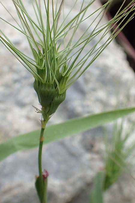 Aegilops umbellulata \ Doldiger Walch / Umbel Goatgrass, Samos Spatharei 17.4.2017