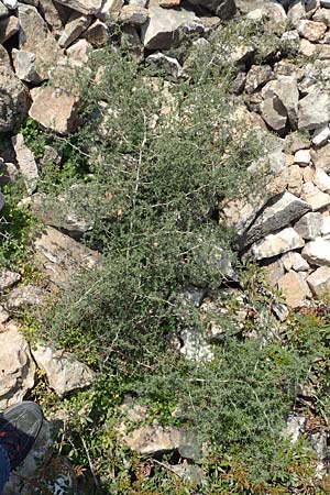 Asparagus acutifolius \ Strauchiger Spargel / Sharp-Leaved Asparagus, Samos Psili Ammos 16.4.2017