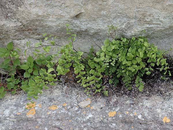 Adiantum capillus-veneris \ Venushaar, Echter Frauenhaar-Farn / Maidenhair Fern, Samos Ireon 13.4.2017