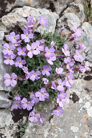 Aubrieta deltoidea \ Blaukissen / Purple Rock Cress, Samos Lazaros in Mt. Ambelos 12.4.2017