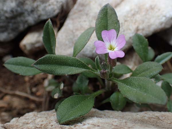 Malcolmia chia \ Chios-Meerviole / Chian Stock, Aegaean Stock, Samos Lazaros in Mt. Ambelos 12.4.2017