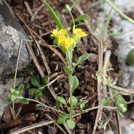 Alyssum fulvescens \ Br&auml;unliches Steinkraut / Brownish Alison, Samos Lazaros in Mt.  Ambelos 12.4.2017