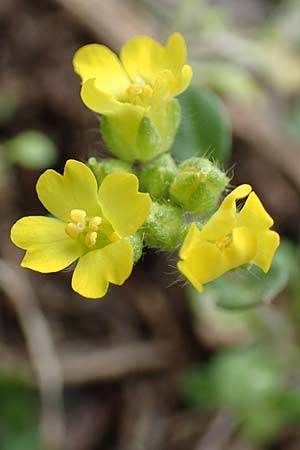 Alyssum fulvescens \ Br&auml;unliches Steinkraut / Brownish Alison, Samos Lazaros in Mt.  Ambelos 12.4.2017