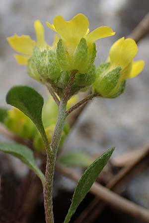 Alyssum fulvescens \ Br&auml;unliches Steinkraut / Brownish Alison, Samos Lazaros in Mt.  Ambelos 12.4.2017