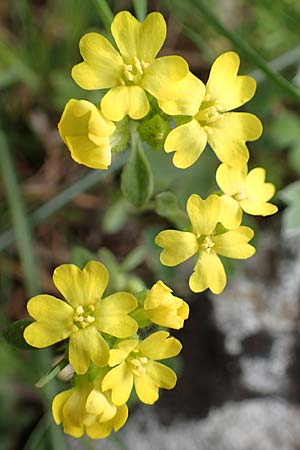 Alyssum fulvescens \ Br&auml;unliches Steinkraut / Brownish Alison, Samos Lazaros in Mt.  Ambelos 12.4.2017
