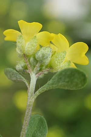 Alyssum fulvescens \ Br&auml;unliches Steinkraut / Brownish Alison, Samos Lazaros in Mt.  Ambelos 12.4.2017