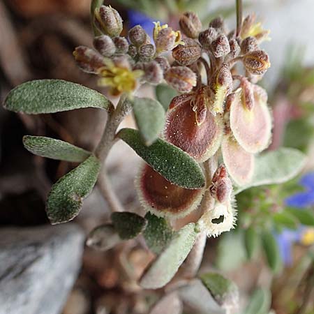 Alyssum fulvescens \ Br&auml;unliches Steinkraut / Brownish Alison, Samos Lazaros in Mt.  Ambelos 12.4.2017