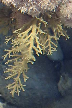 Rhodophytina specA ? \ Rot-Alge / Red Alga, Samos Potami 15.4.2017