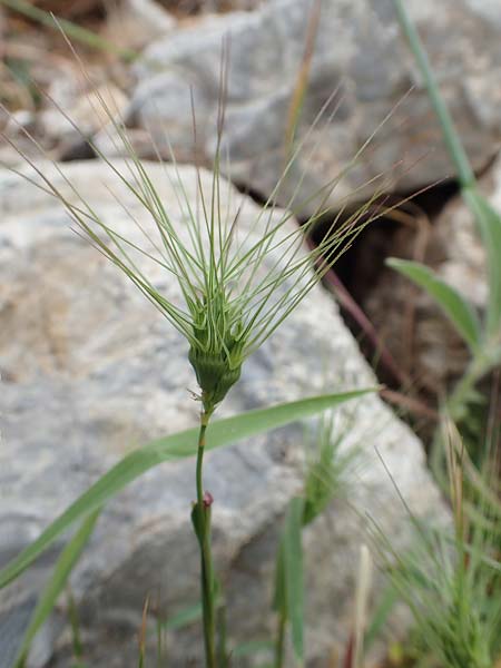 Aegilops umbellulata \ Doldiger Walch / Umbel Goatgrass, Samos Spatharei 17.4.2017