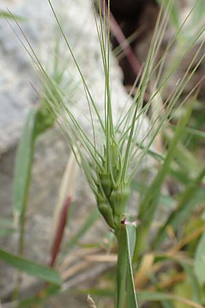 Aegilops umbellulata \ Doldiger Walch / Umbel Goatgrass, Samos Spatharei 17.4.2017
