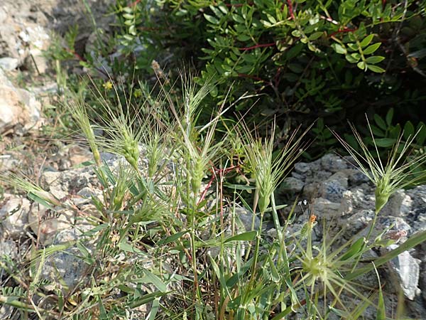 Aegilops umbellulata \ Doldiger Walch / Umbel Goatgrass, Samos Spatharei 17.4.2017