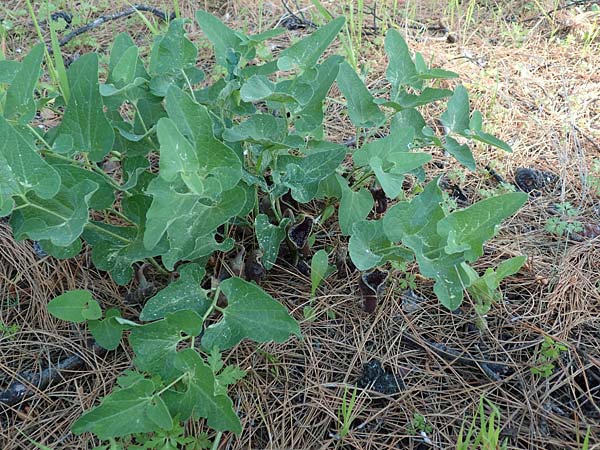 Aristolochia hirta \ Haarige Osterluzei / Hairy Birthwort, Samos Agios Konstantinos 14.4.2017