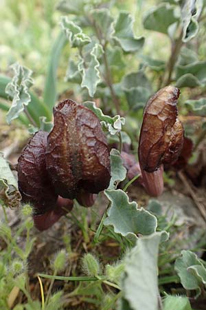 Aristolochia incisa \ Samos-Osterluzei / Incised Birthwort, Samos Spatharei 17.4.2017