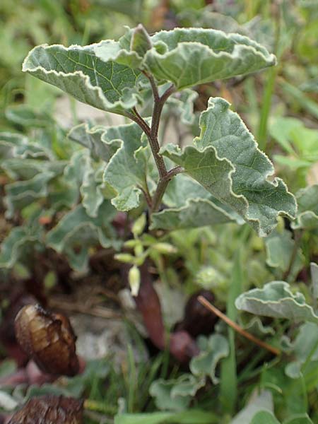 Aristolochia incisa \ Samos-Osterluzei / Incised Birthwort, Samos Spatharei 17.4.2017