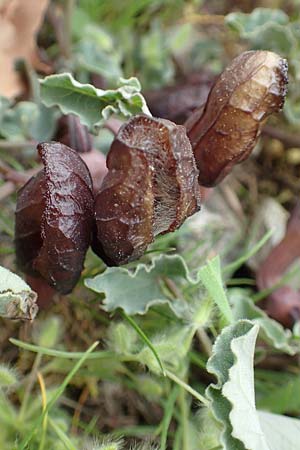 Aristolochia incisa \ Samos-Osterluzei / Incised Birthwort, Samos Spatharei 17.4.2017