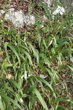 Allium subhirsutum \ Wimperbl&auml;ttriger Lauch / Hairy Garlic, Samos Mytilini 10.4.2017