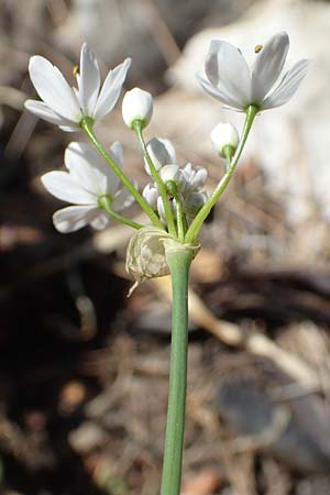 Allium subhirsutum \ Wimperbl&auml;ttriger Lauch / Hairy Garlic, Samos Potami 15.4.2017
