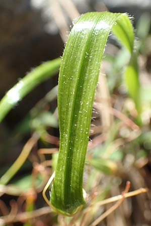 Allium subhirsutum \ Wimperbl&auml;ttriger Lauch / Hairy Garlic, Samos Potami 15.4.2017