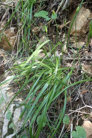 Allium subhirsutum \ Wimperbl&auml;ttriger Lauch / Hairy Garlic, Samos Potami 15.4.2017