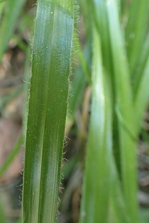 Allium subhirsutum \ Wimperbl&auml;ttriger Lauch / Hairy Garlic, Samos Potami 15.4.2017